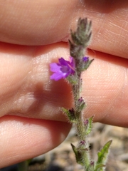 Verbena canescens