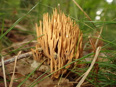 Phaeoclavulina eumorpha