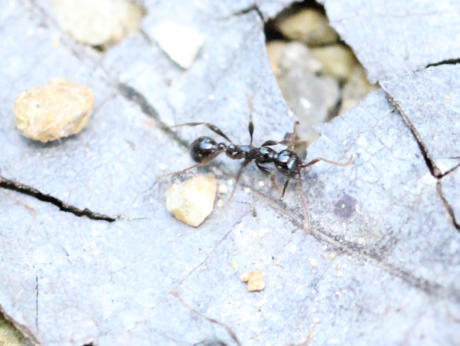 Aenictus laeviceps