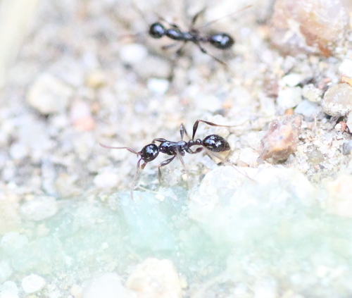 Aenictus laeviceps · iNaturalist