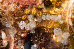 Pycnoclavella