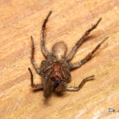 Hermacha