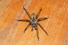 Hermacha