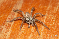 Hermacha