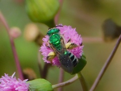 Agapostemon poeyi
