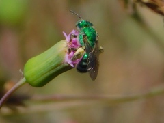 Agapostemon poeyi