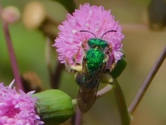 Agapostemon poeyi