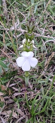 Striga densiflora