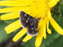 Heliothela wulfeniana