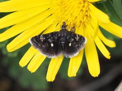 Heliothela wulfeniana