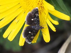 Heliothela wulfeniana