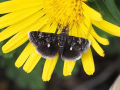 Heliothela wulfeniana