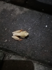 Hyperolius semidiscus