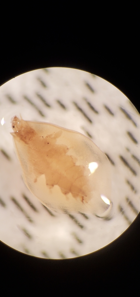 Ithytrichia clavata
