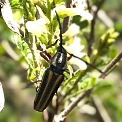 Sphaenothecus bilineatus