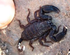 Opisthacanthus capensis