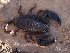 Opisthacanthus capensis
