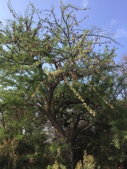 Vachellia robusta robusta
