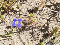 Heliophila adpressa