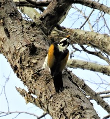 Chrysocolaptes festivus