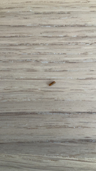 Cameraria ohridella