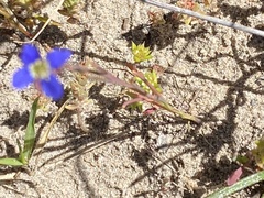 Heliophila adpressa