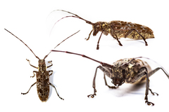 Monochamus maculosus