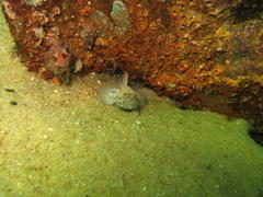 Caffrogobius nudiceps