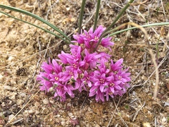 Allium aaseae