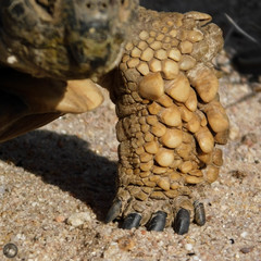 Chelonoidis chilensis
