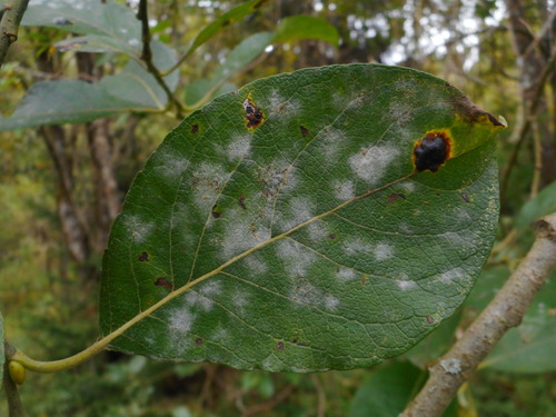 sallow mildew
