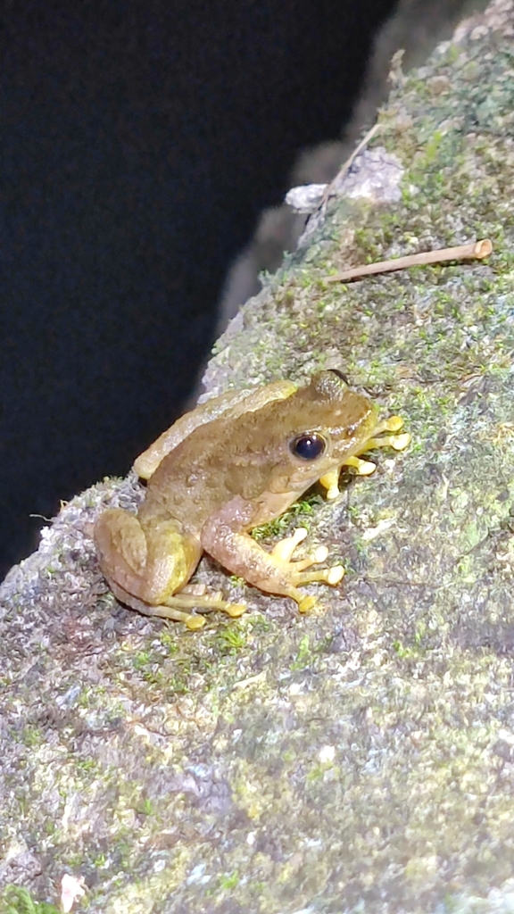 Chinese Torrent Frog
