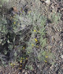 Pentzia sphaerocephala