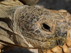 Chelonoidis chilensis
