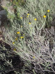 Pentzia sphaerocephala