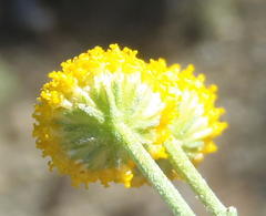 Pentzia sphaerocephala