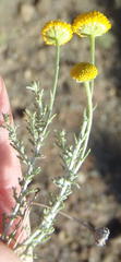 Pentzia sphaerocephala