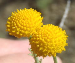 Pentzia sphaerocephala