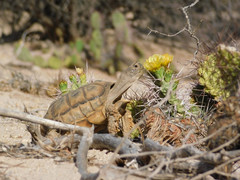 Chelonoidis chilensis