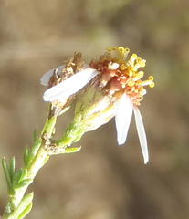 Phymaspermum parvifolium