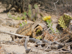 Chelonoidis chilensis