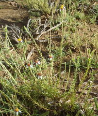 Phymaspermum parvifolium