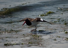 Haematopus palliatus