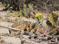 Chelonoidis chilensis