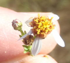 Phymaspermum parvifolium