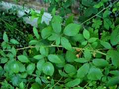 Rubus criniger