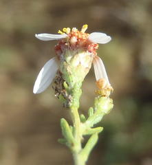 Phymaspermum parvifolium