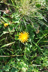Crepis aurea