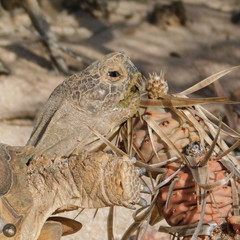 Chelonoidis chilensis