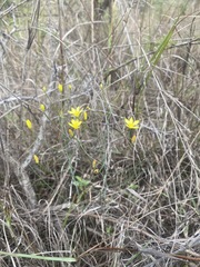 Eriospermum abyssinicum